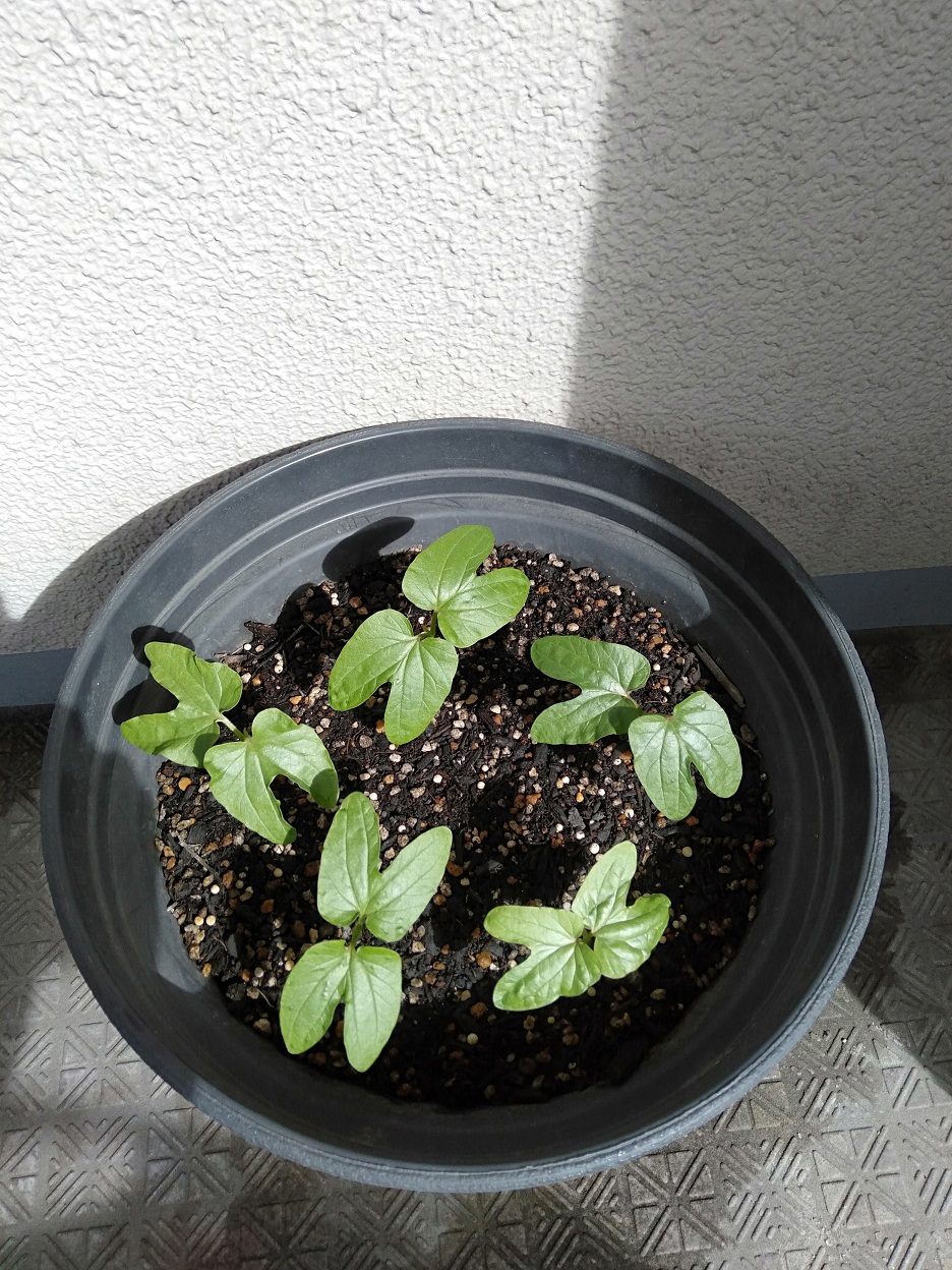 アサガオの芽が出ました！その後②