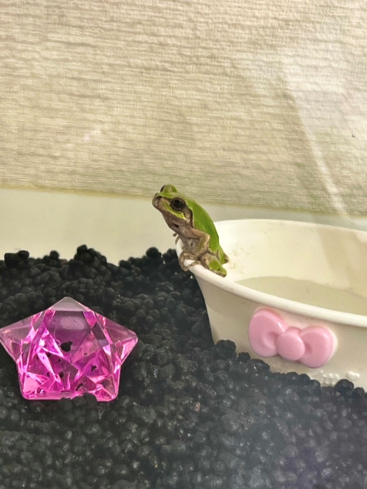 ぴょん吉かわいい♡