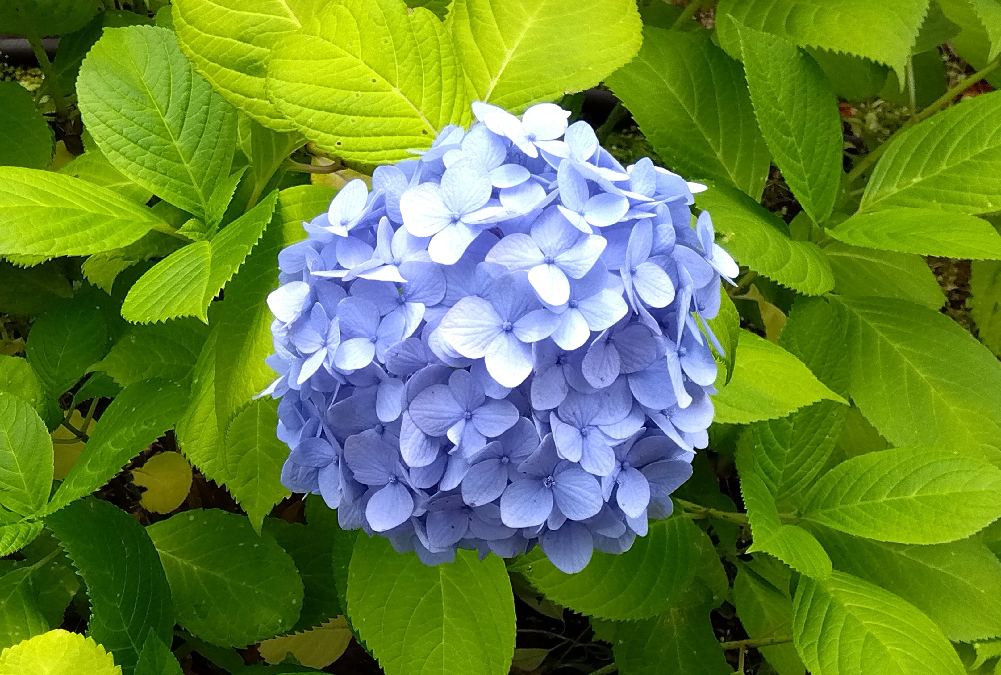 あじさいの季節ですね。。。