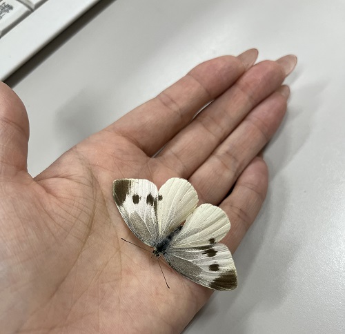 あれま
