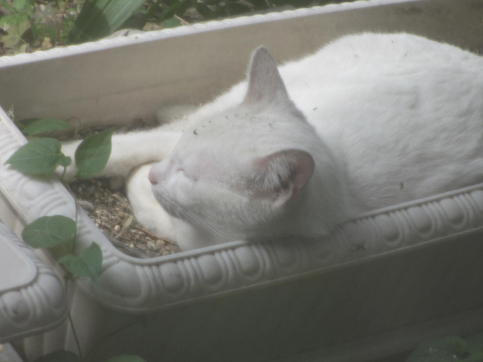 珍客が・・・。