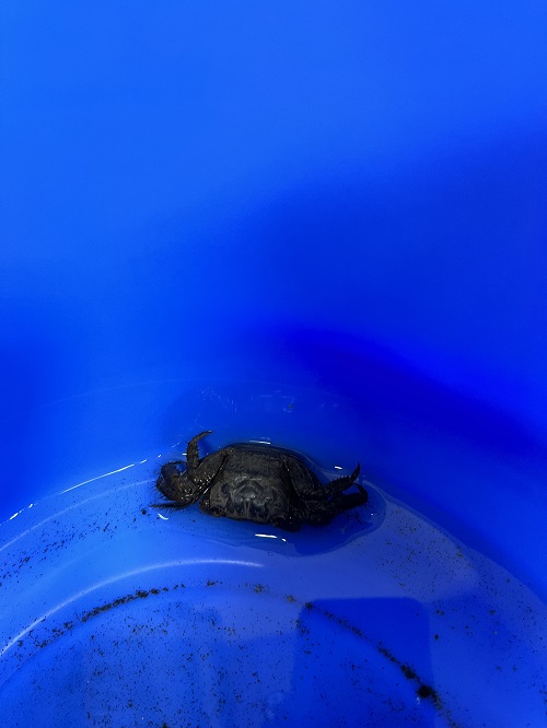 でた(=ﾟ&omega;ﾟ)