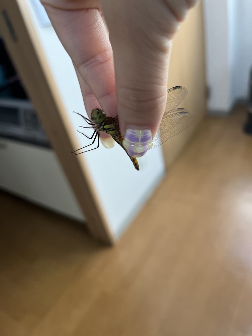 とんぼ