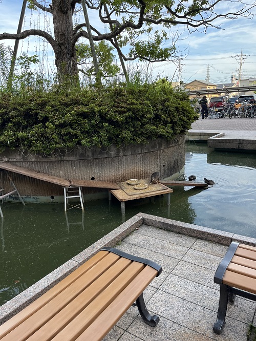 カルガモ