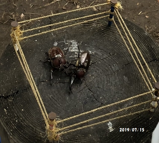 カブト虫ふれあい童夢