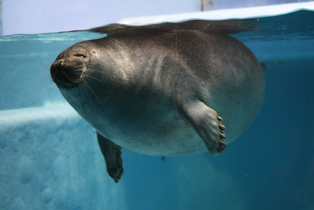 鳥羽水族館へ行って来ました！