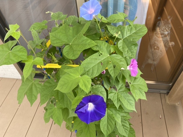 残暑お見舞い申し上げます。
