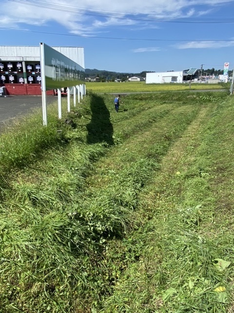 伸びた草が気になって仕方がない