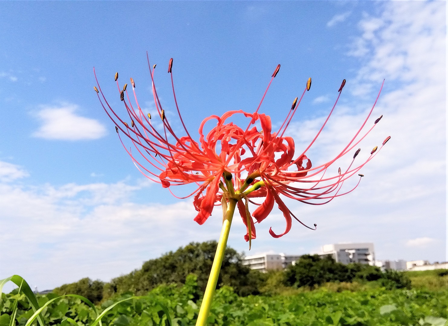 彼岸花見つけましたヨ。。。