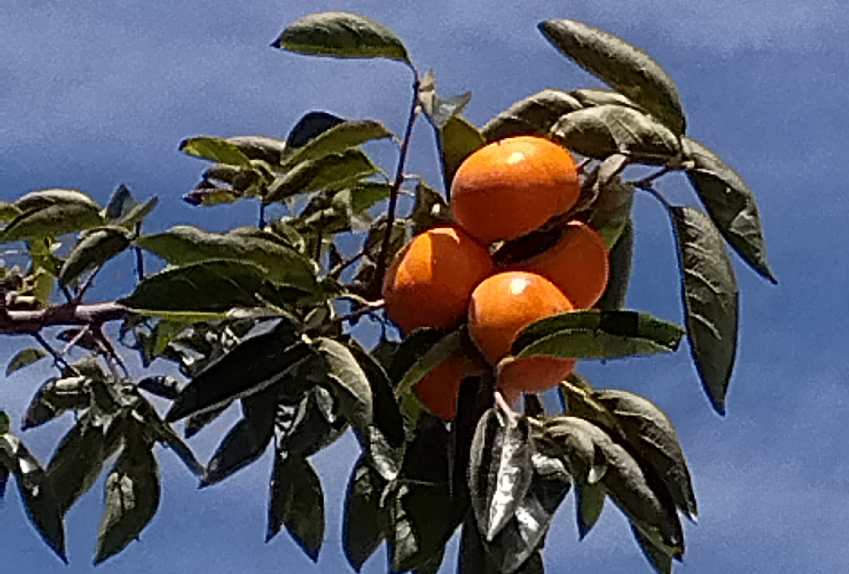 夏から冬？　秋は？！