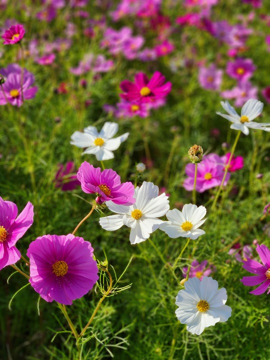 コスモス　秋桜