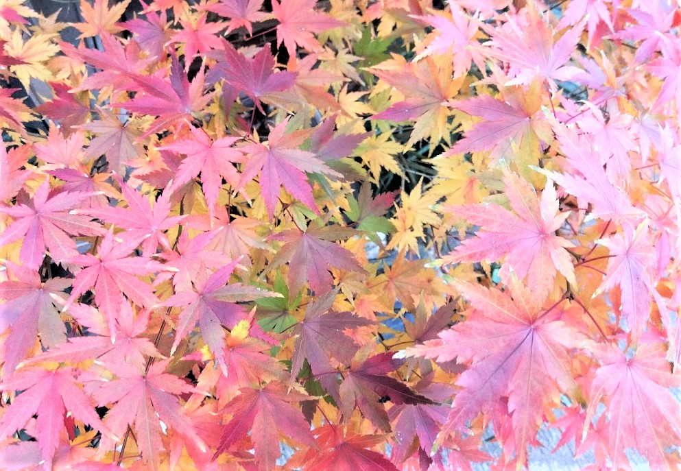 あっという間の紅葉で (^^;