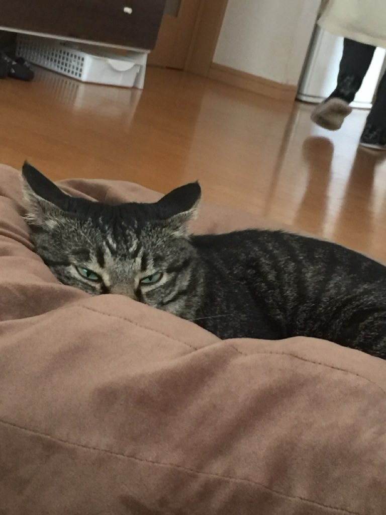 愛猫のトラです(=^x^=)