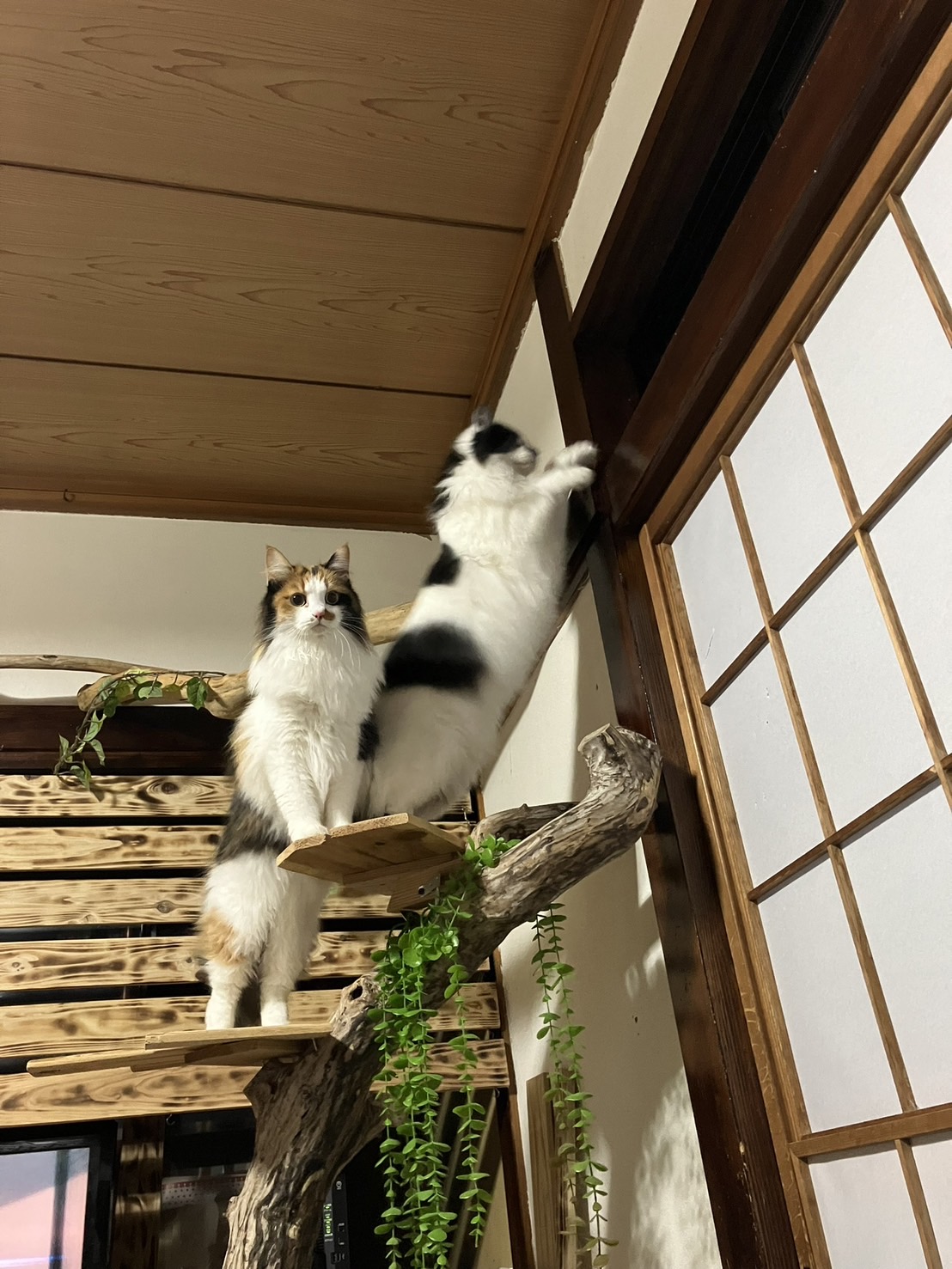 大きくなりました。