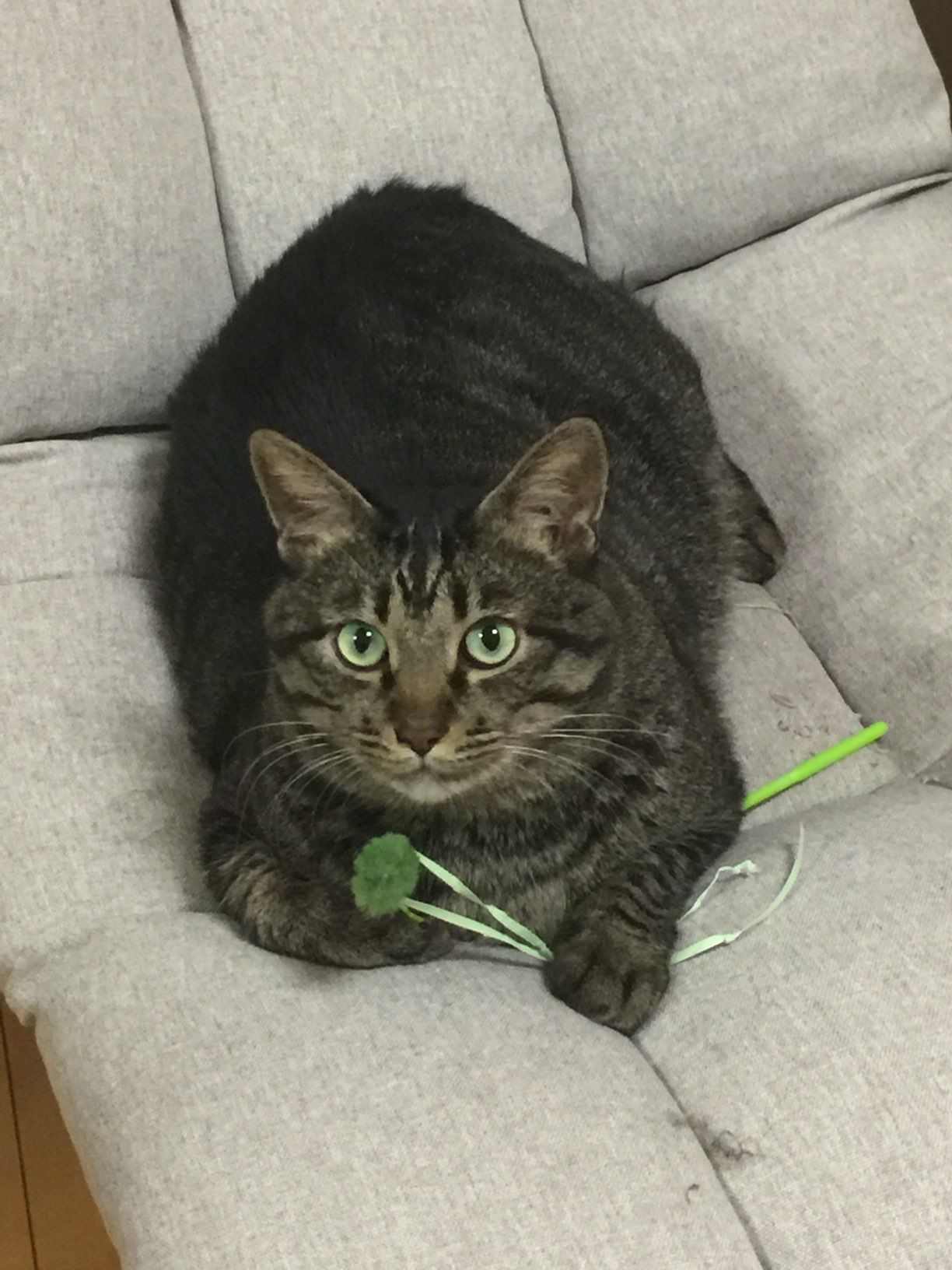 すたっふMの愛猫。