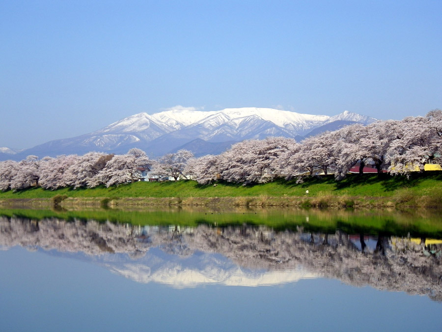 今年は県外の花見名所に行きたい！