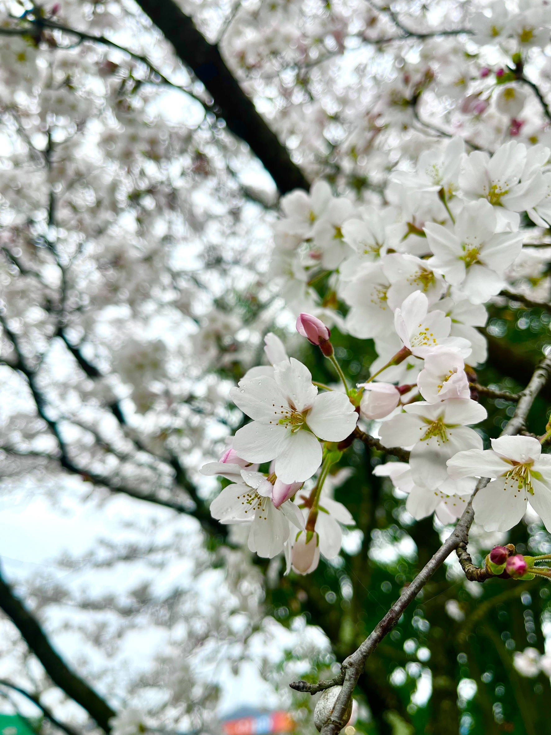 桜前線、北上中。
