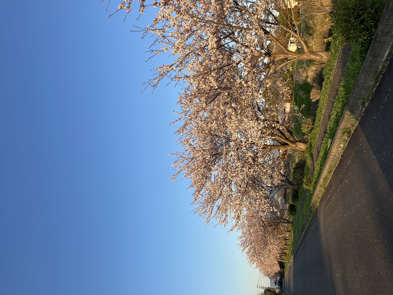 桜散らしの雨上がり
