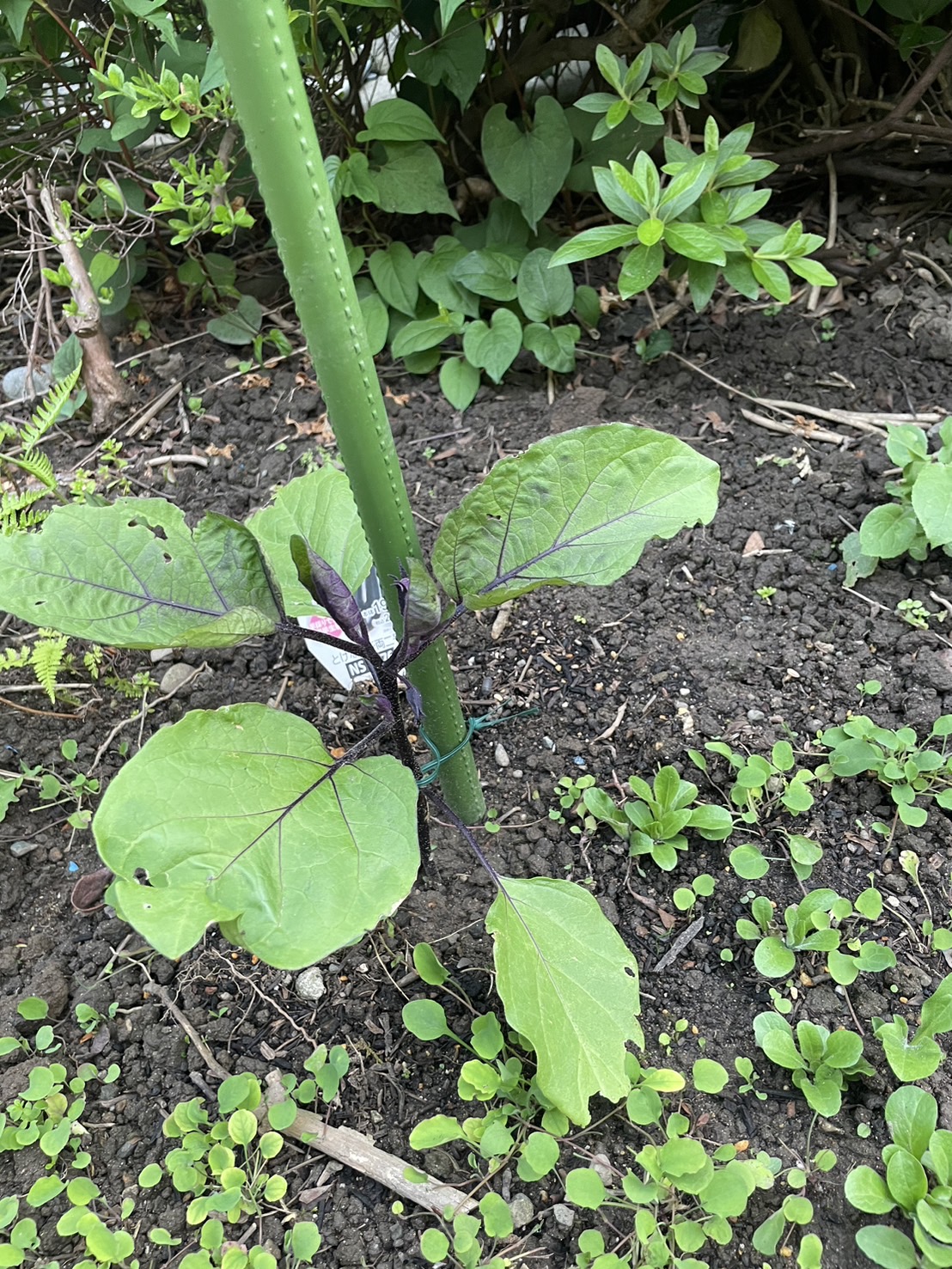 夏野菜^ ^