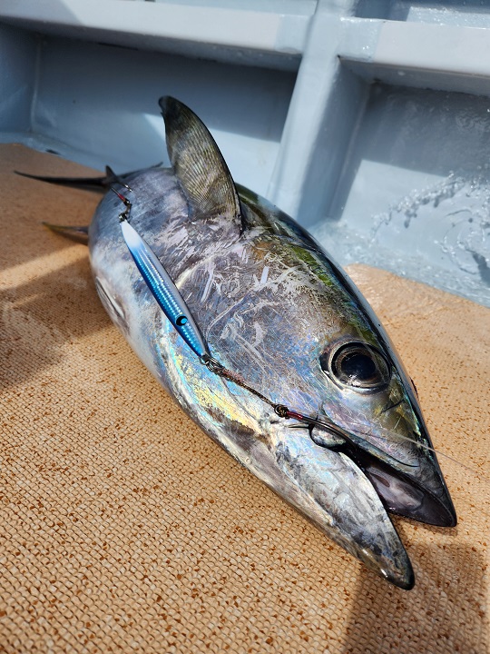 マグロキャスティング①