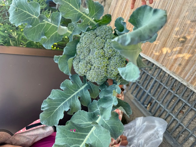 飛ぶのね