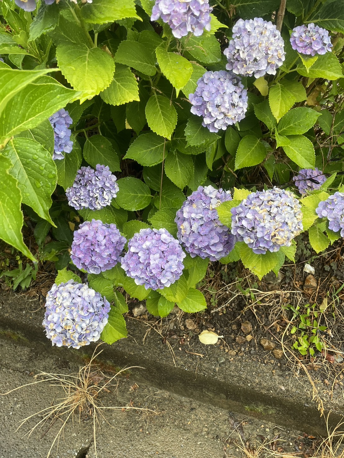梅雨(;^&omega;^)