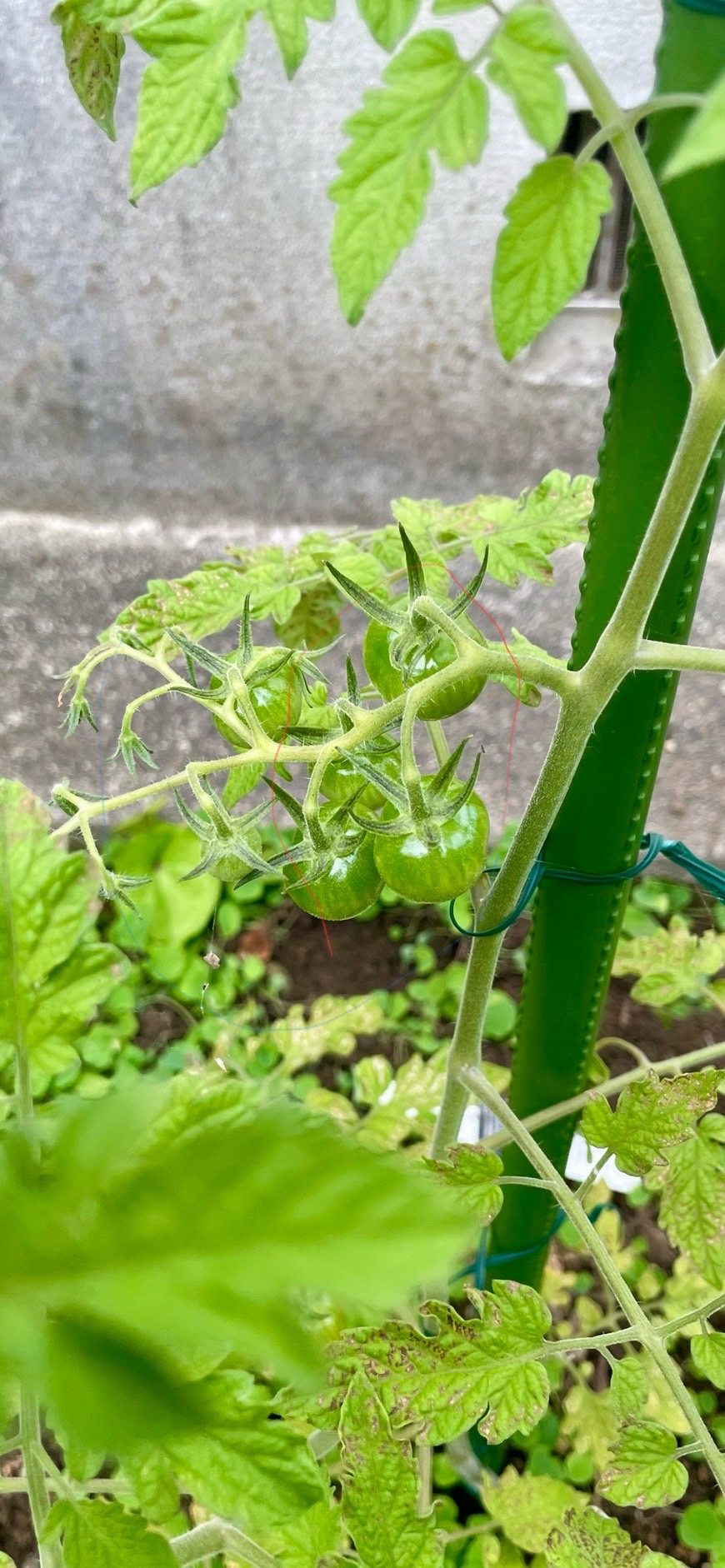夏野菜Part 2 