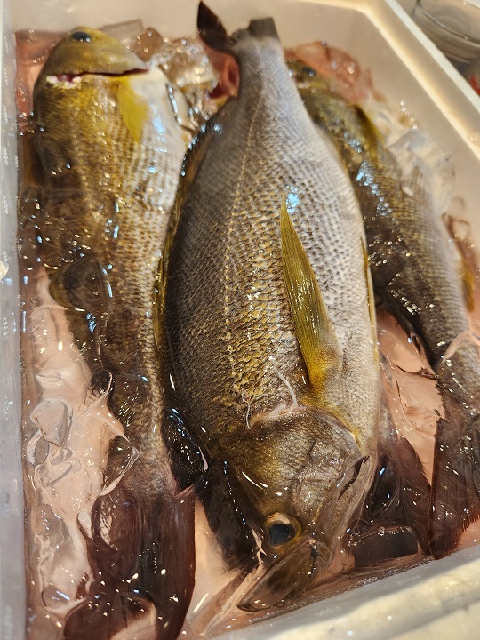 白身魚頂きまして