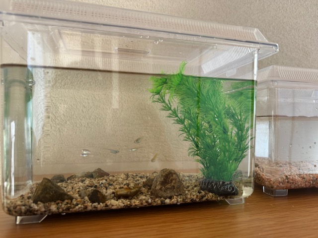 引き寄せ