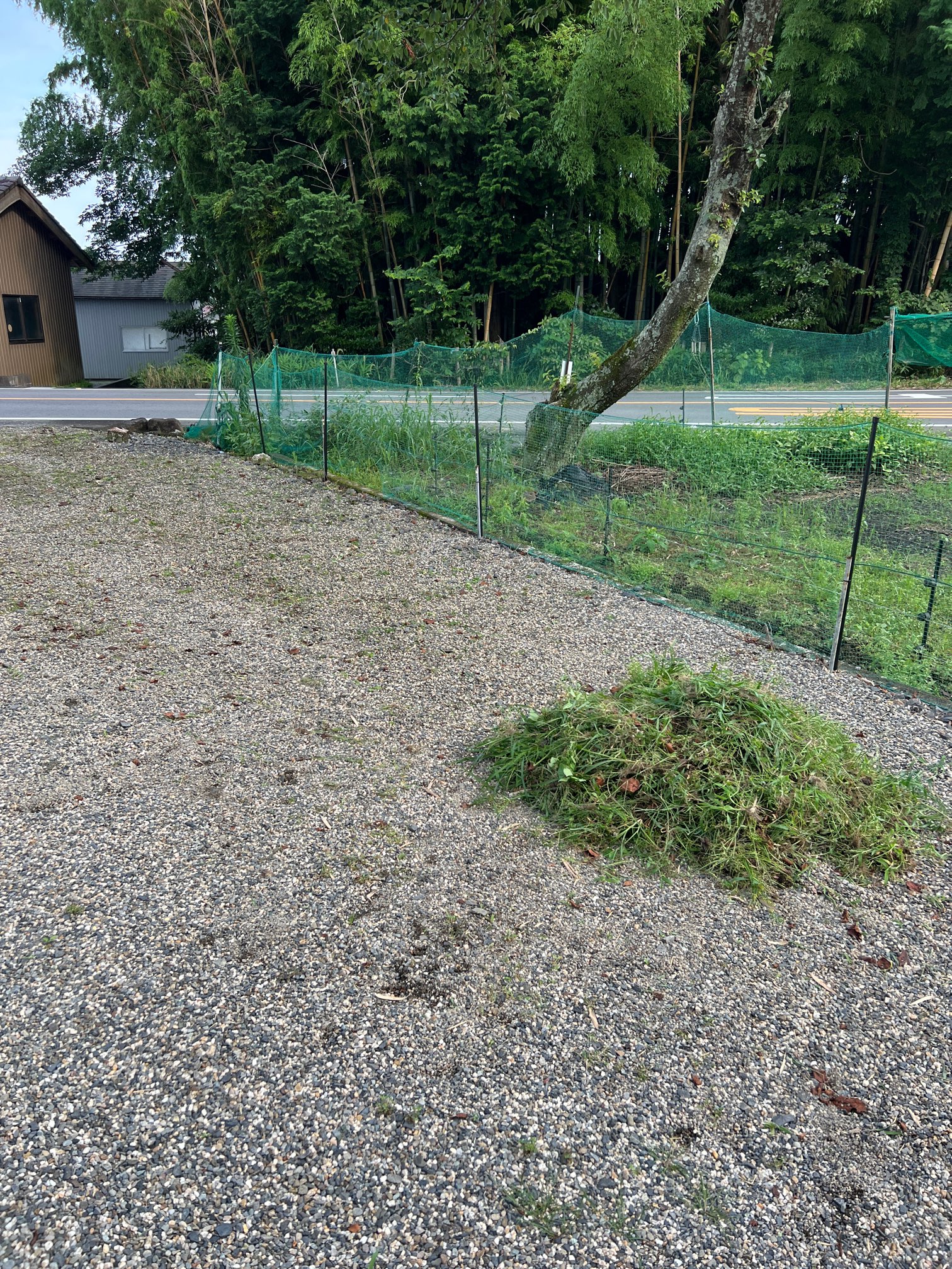 休日の草抜き