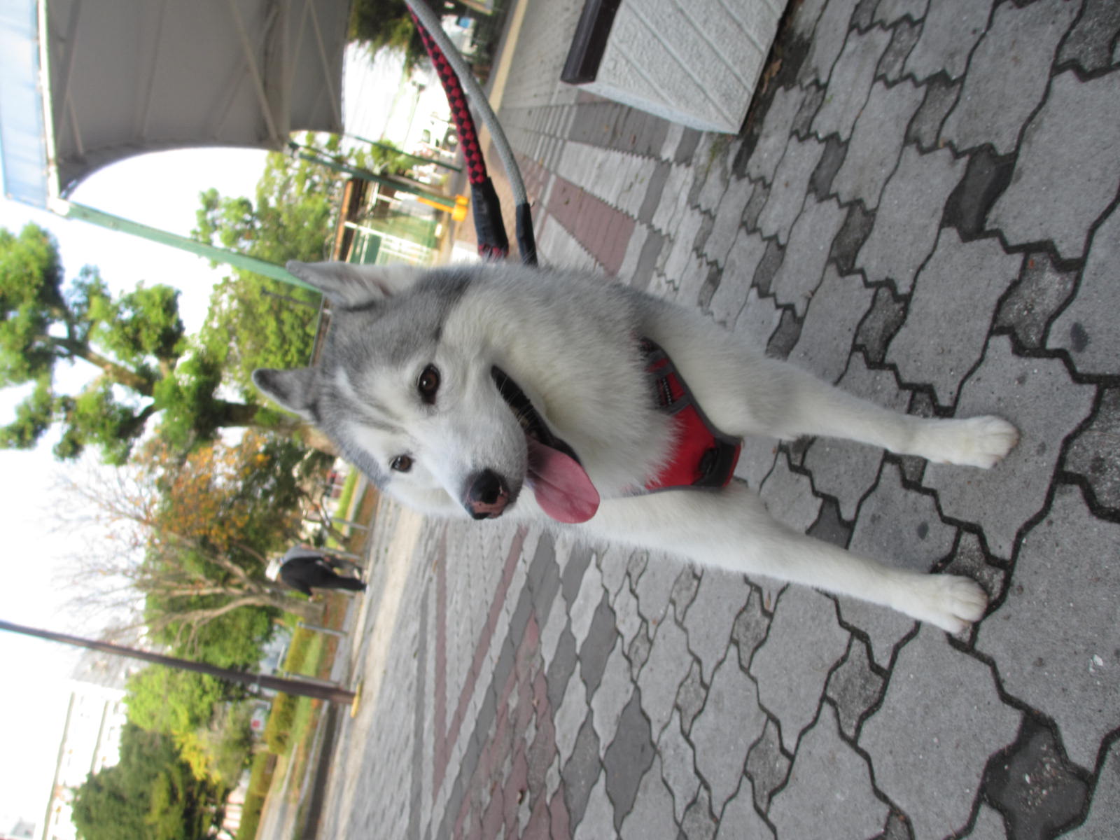 しんのすけ通信