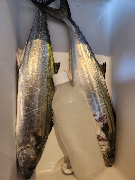 伊勢湾サワラキャスティング。