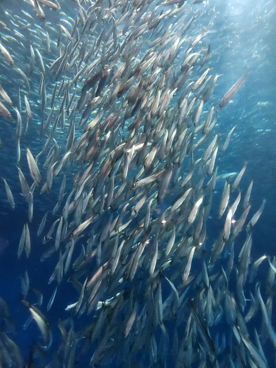 名古屋港水族館へ。