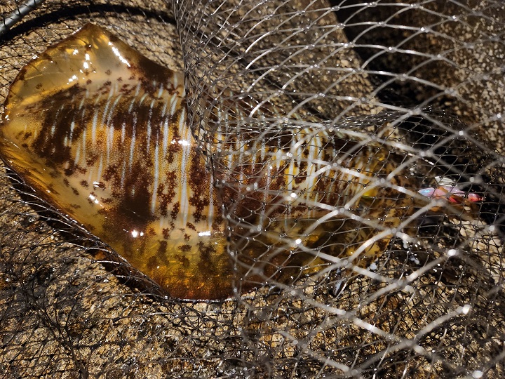 Fishing　diary  2025  ⑦