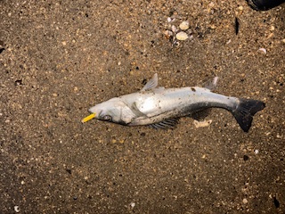 久しぶりの釣りブログ