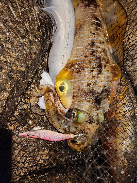 Fishing　diary  2025  ⑩