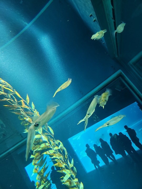 海遊館
