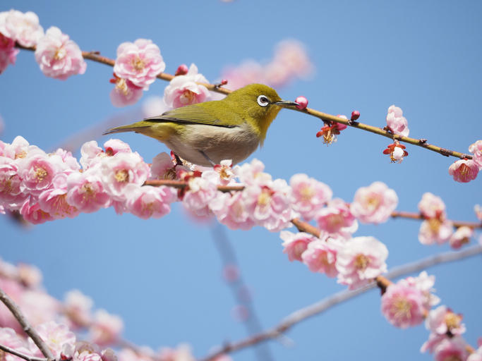 明日は