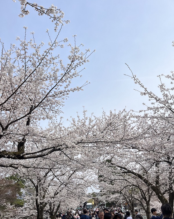 おはなみ