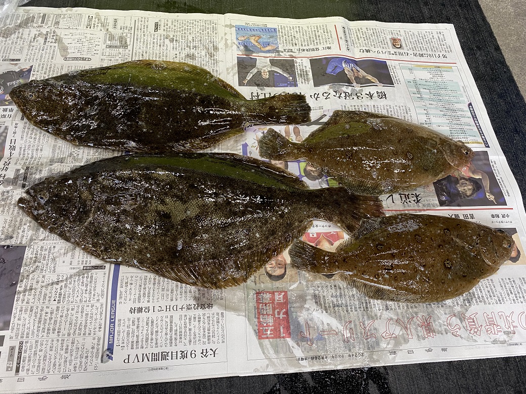 ヒラメとカレイいただきました