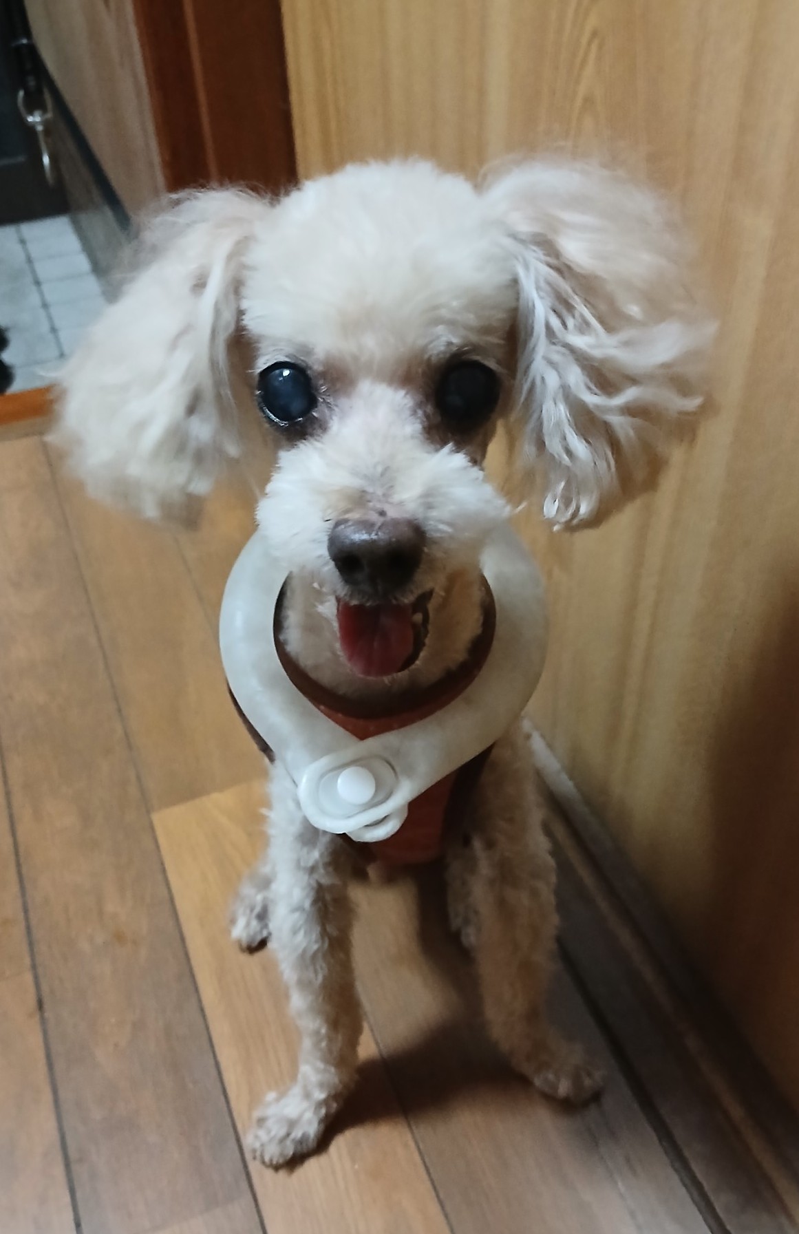 お久しぶりです。