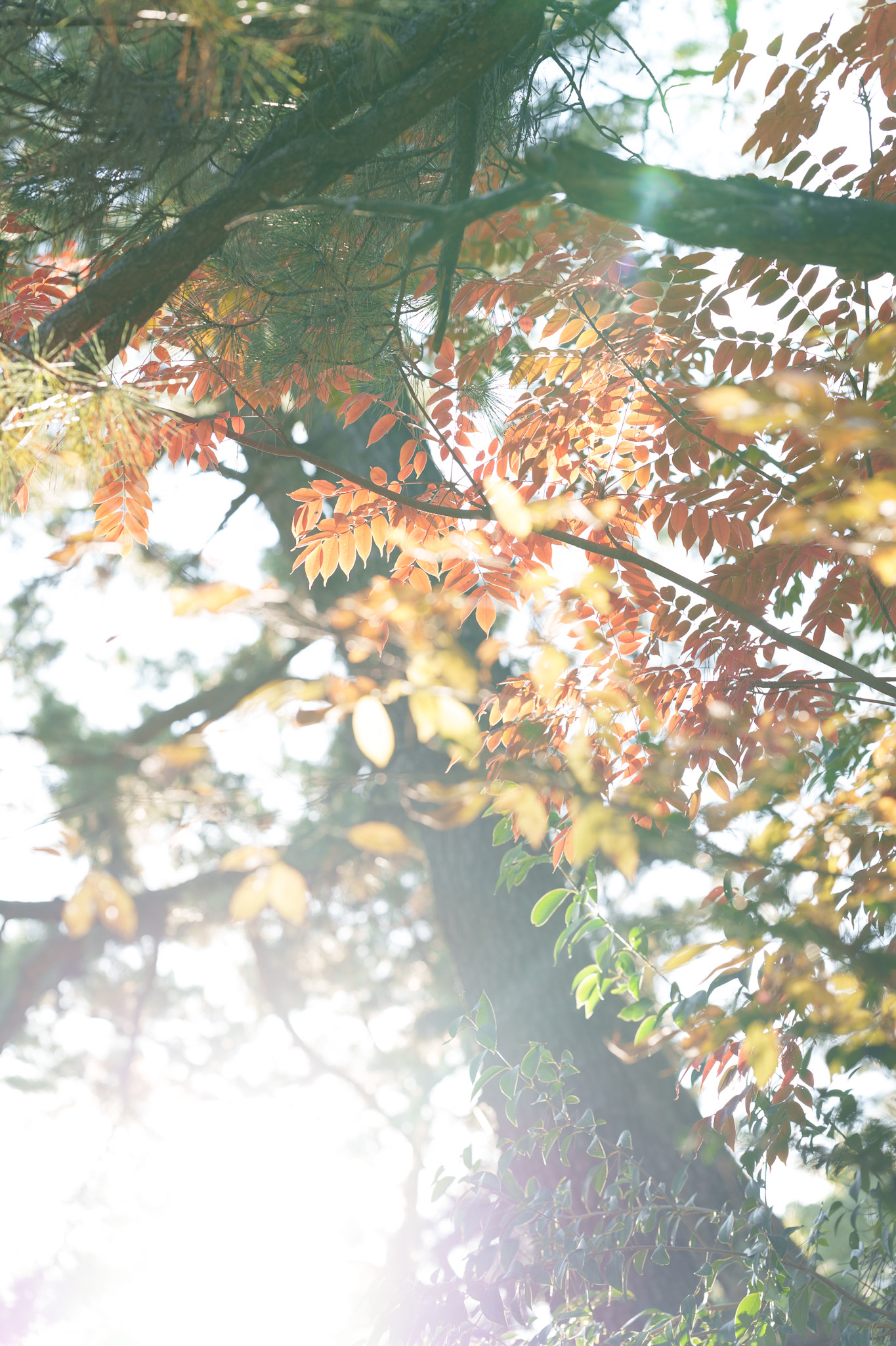 紅葉
