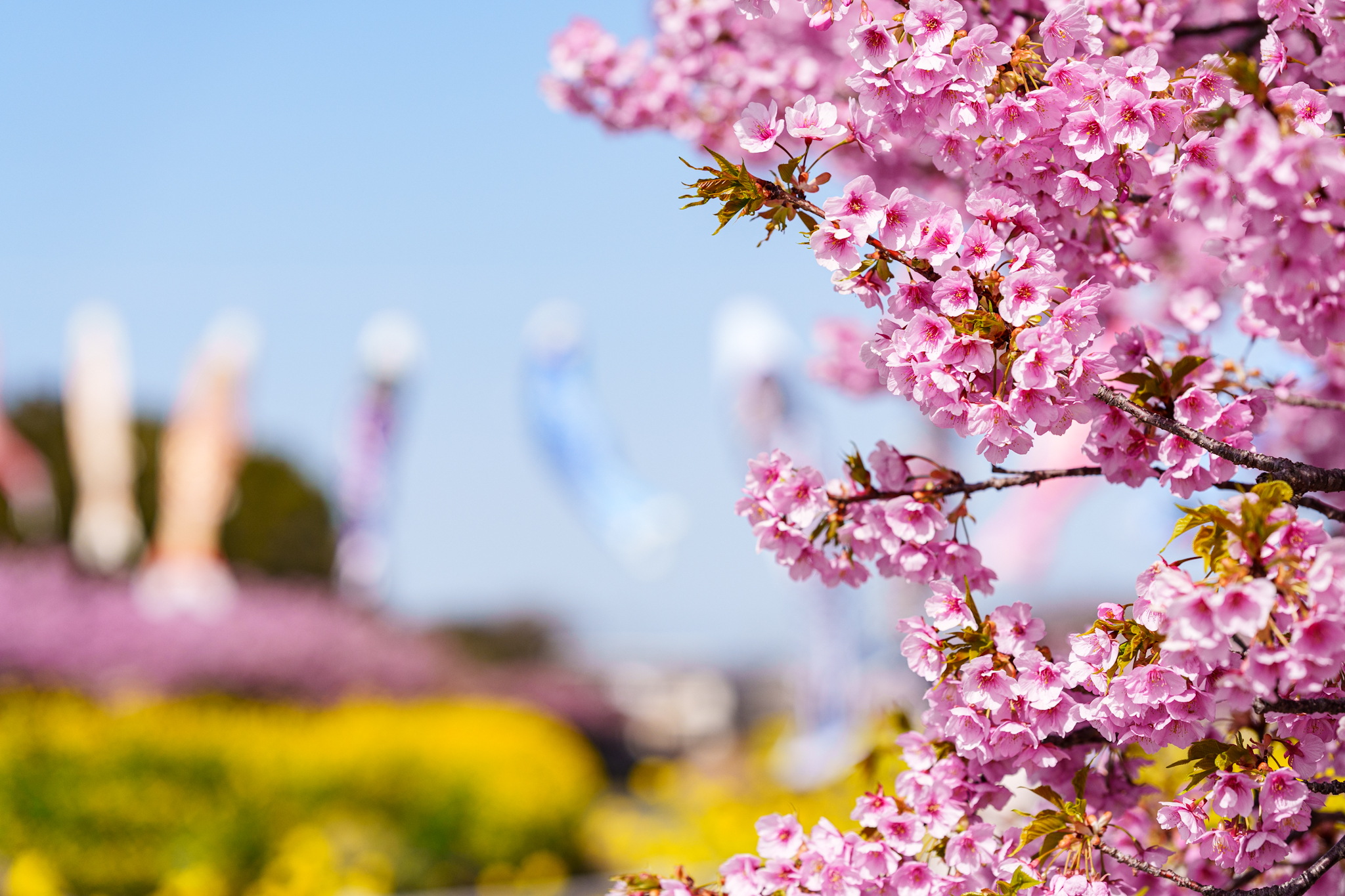 河津桜！
