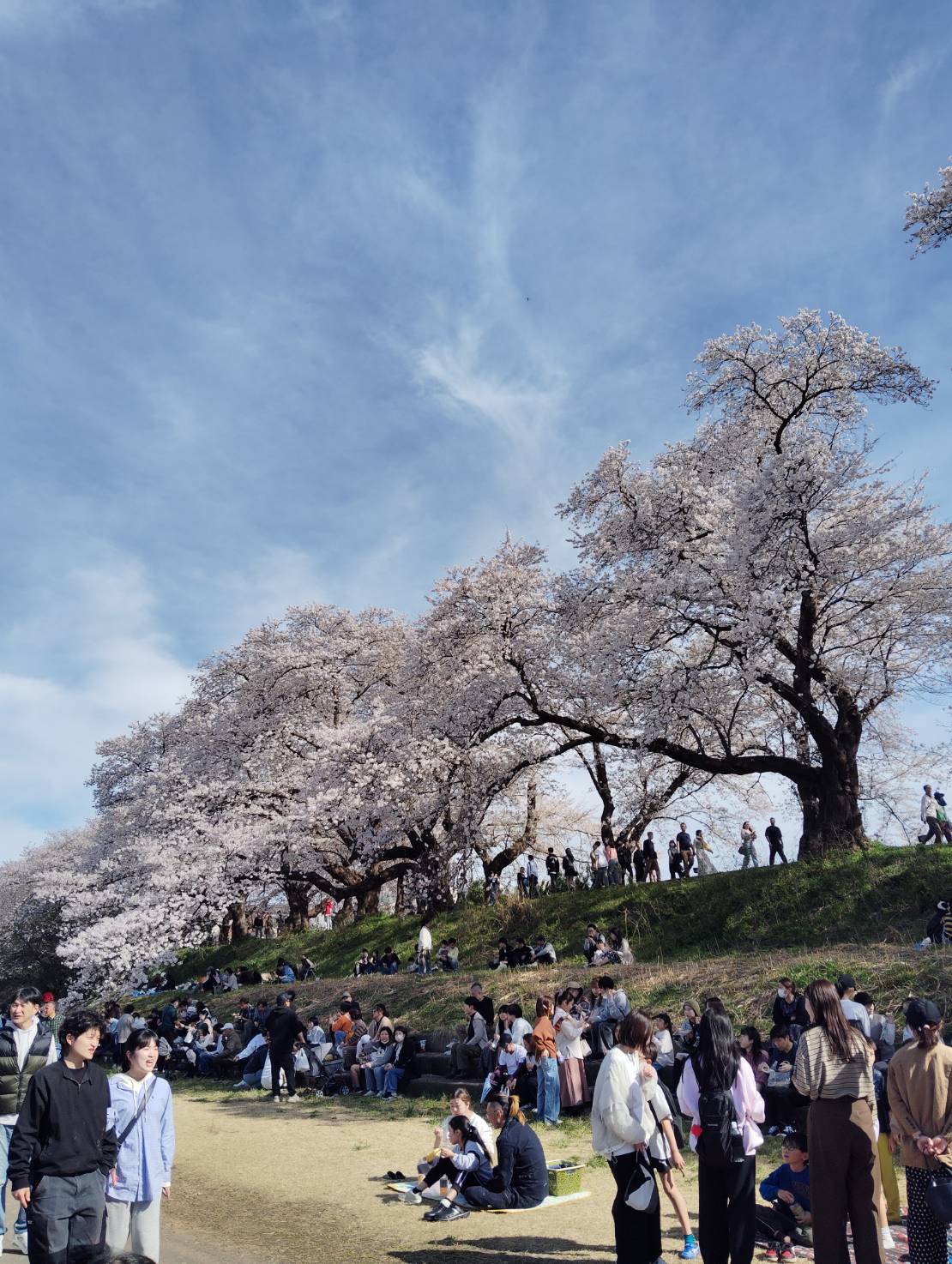 桜吹雪
