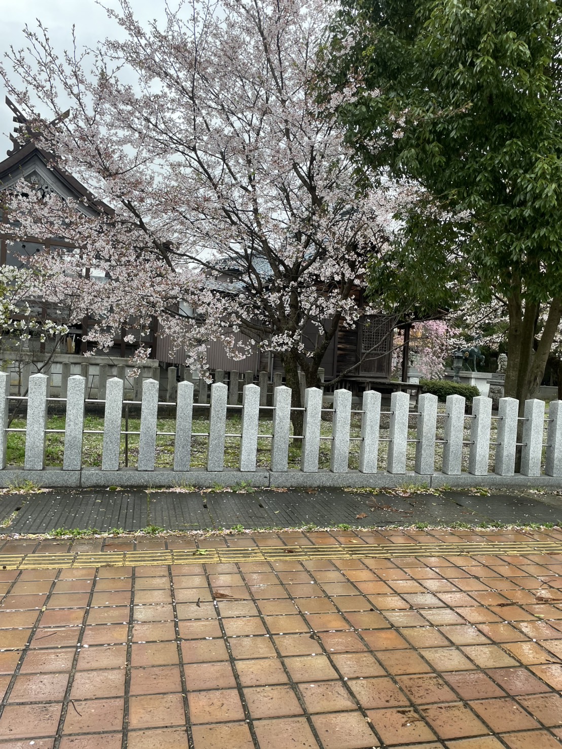 まだ
