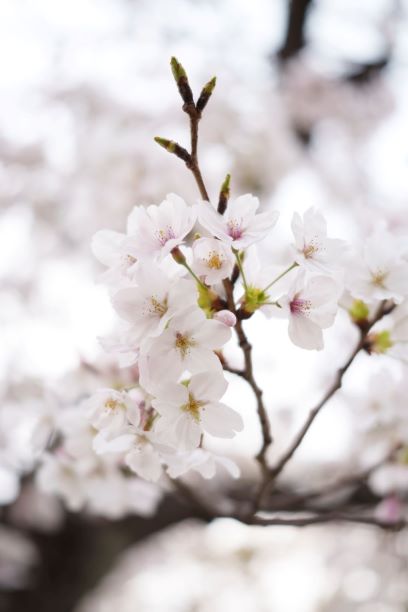 桜！