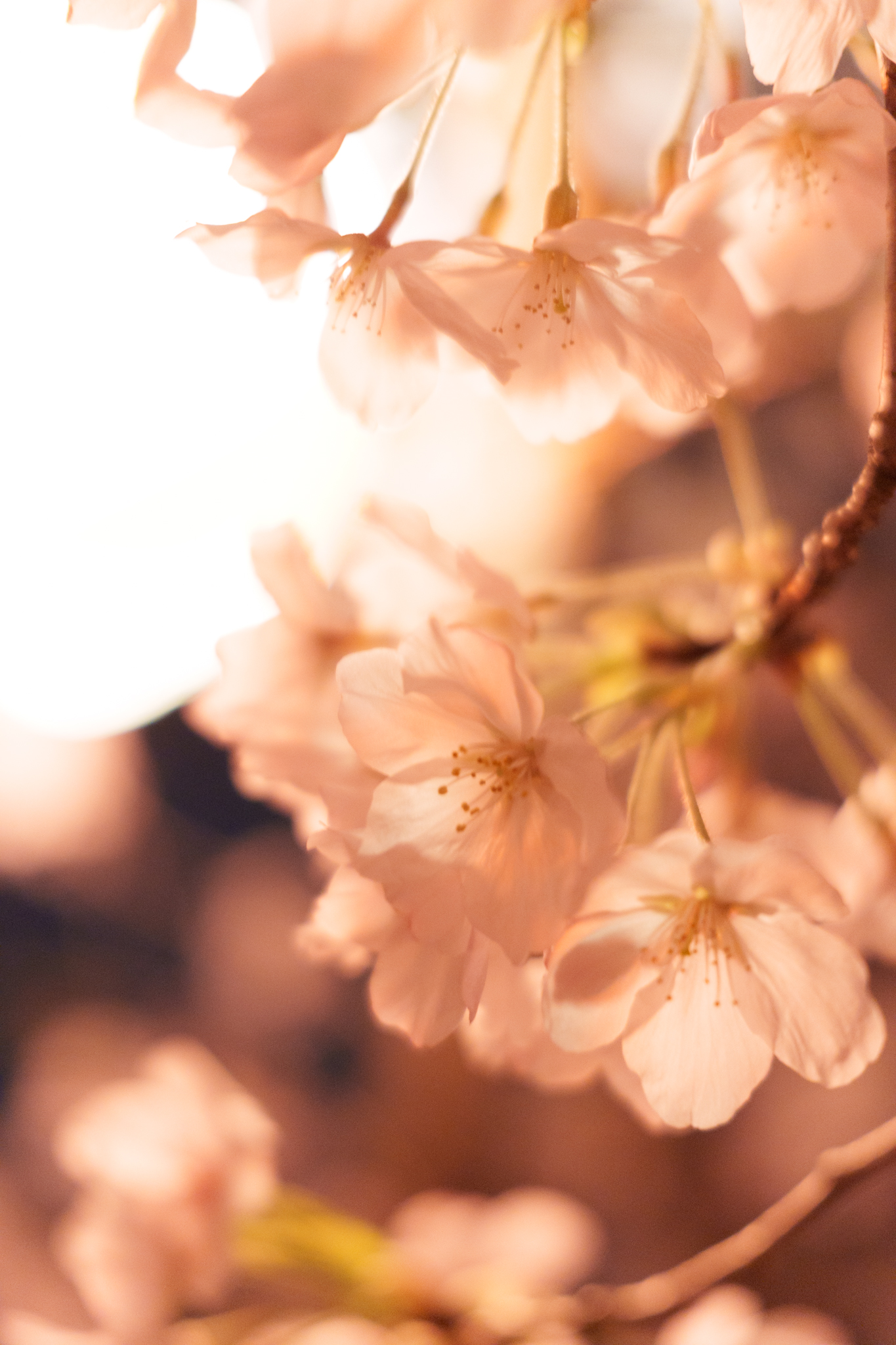 夜桜
