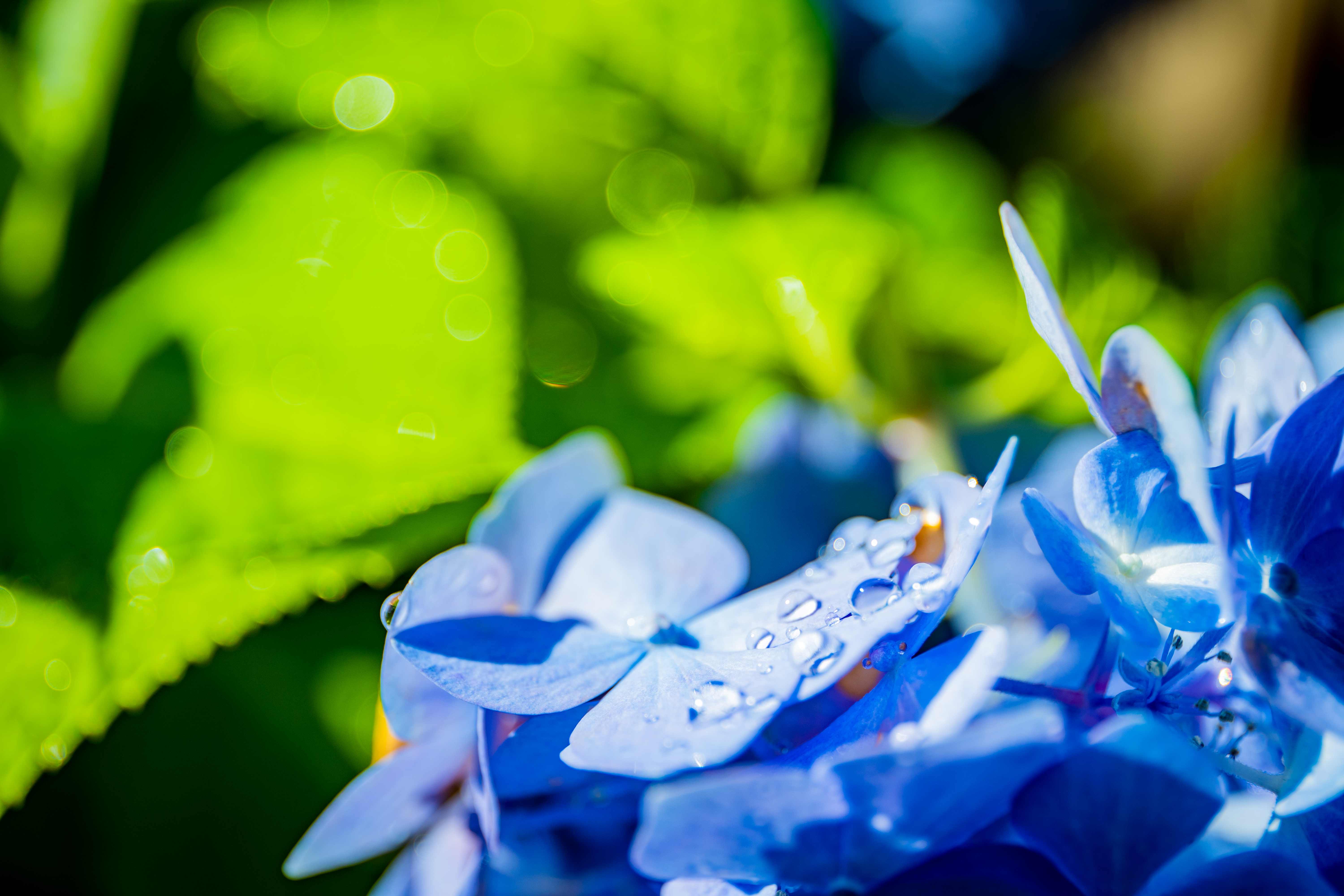 紫陽花