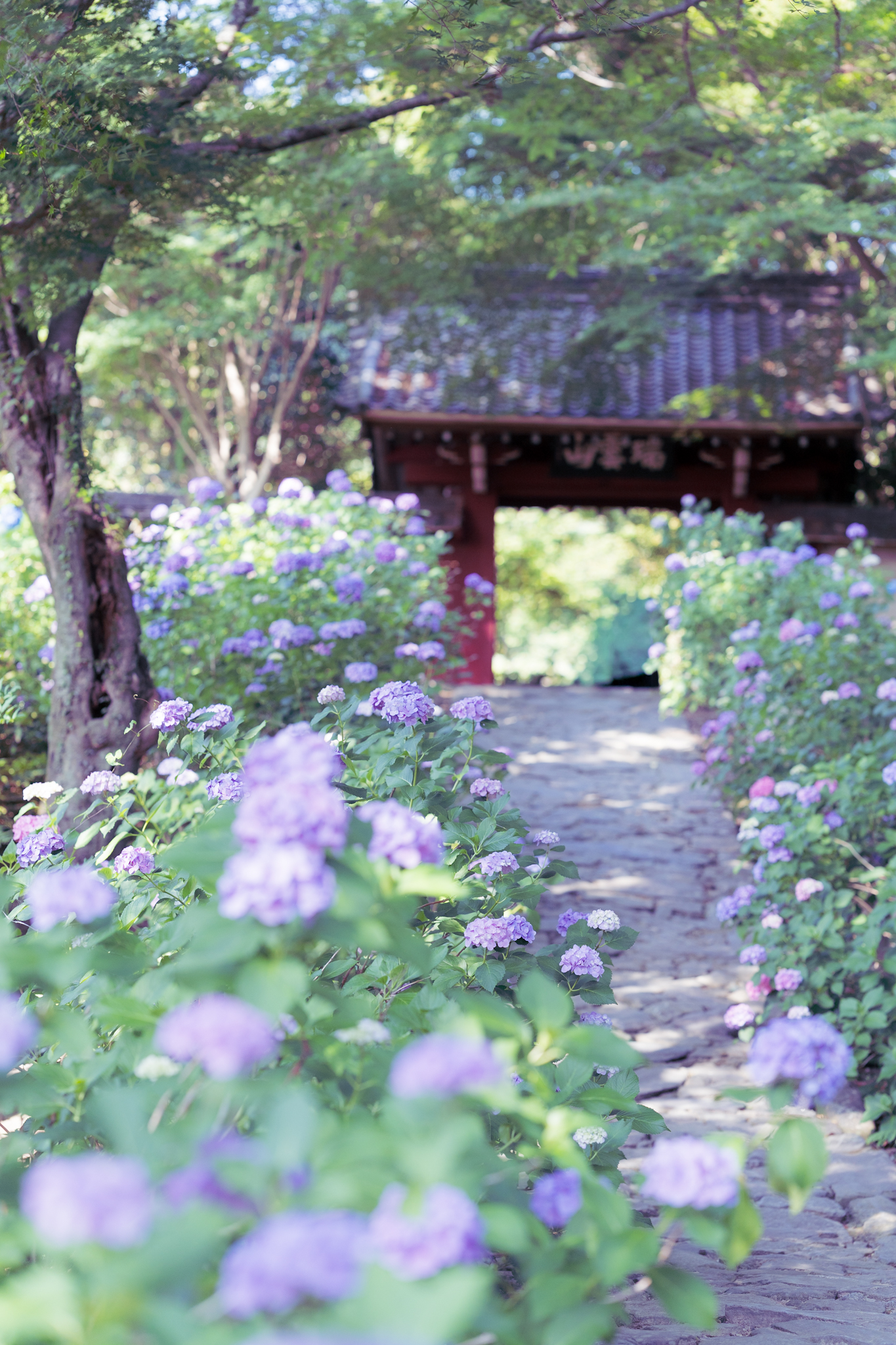 紫陽花