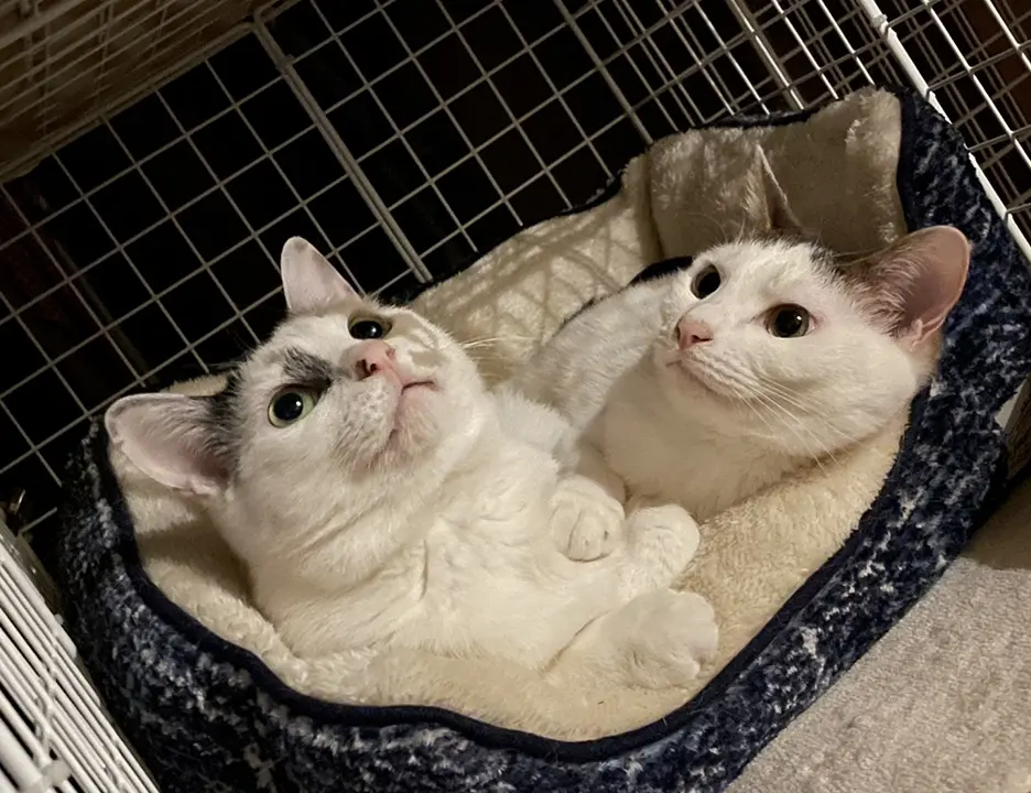 店に迷い込んだ猫を保護したことをきっかけに、いまは夫婦で2匹の保護猫と暮らしています。